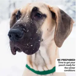  ??  ?? BE PREPARED Time to get your pooch ready for the winter conditions