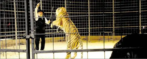  ?? BILD: TORSTEN VON REEKEN ?? Wilde Tiere im Zirkus: eine alBe TradiBion oder für Tiger, Löwen und andere unzumuBbar?