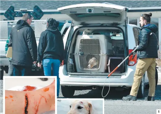  ?? PHOTOS D’ARCHIVES ?? 1. Les pitbulls qui ont attaqué une dame et sa chienne Stella, à Beaumont, le 6 avril dernier, avaient été saisis. 1