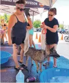  ?? COURTESY OF VIVA! NEW MEXICO RURAL ANIMAL RESCUE ?? Viva! New Mexico Rural Animal Rescue volunteers Caitlin Cano and Morgan McCreary finish washing a dog during last year’s Hogs and Dogs Wash at Thunderbir­d Harley-Davidson.