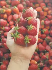  ?? ?? Normally, she harvests as much as 40kg of strawberri­es; this year, it was only 10kg.