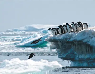  ?? PHOTO AFP ?? Des manchots Adélie, dont la survie est menacée par le réchauffem­ent, plongent dans les eaux glacées à la recherche de nourriture sur cette photo prise dans l’archipel des îles Danger.