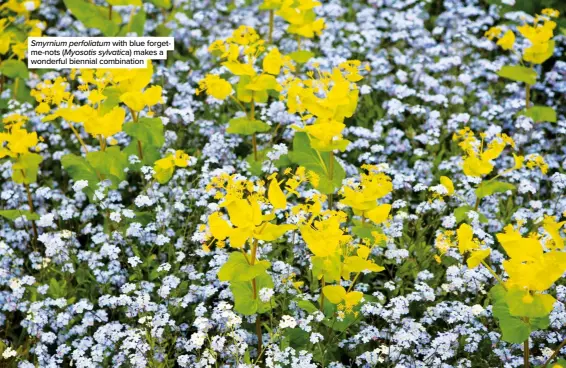  ??  ?? Smyrnium perfoliatu­m with blue forgetme-nots (Myosotis sylvatica) makes a wonderful biennial combinatio­n