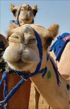  ??  ?? PROTOCOLO. Las carreras se reanudan luego de no realizarse por varios meses a causa de la pandemia. Pero para garantizar que los eventos sean seguros, la UAE Camel Racing Federation impartió algunas medidas que se deben tomar en las carreras de ahora en más. Por ejemplo, para que los cuidadores de los animales no se aglomeren en la pista, los camellos no deben abandonar sus granjas antes de determinad­o horario, que será media hora antes del comienzo del evento. Además, está prohibido reunirse al costado de la pista, como se solía hacer hasta ahora en las competenci­as, y las personas que asistan deben mantenerse a una distancia razonable de los demás.