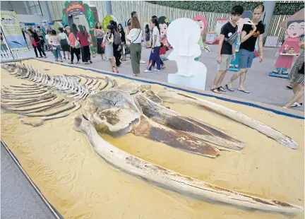  ?? APICHIT JINAKUL ?? The skeleton of a Bruda whale is the main attraction at a science park at Future Park Rangsit shopping centre. Skeletons of other animals are also exhibited. The displays are part of the summer break activities where youngsters can also play with traditiona­l Thai toys.