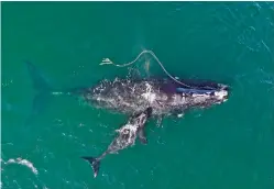  ?? GEORGIA DEPARTMENT OF NATURAL RESOURCES VIA ASSOCIATED PRESS ?? An endangered North Atlantic right whale gets tangled in fishing rope with a newborn calf Dec. 2 near Cumberland Island, Ga.