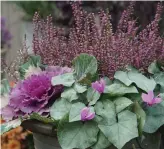  ??  ?? Heather, cyclamen and ornamental cabbage