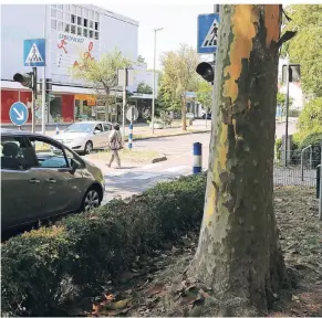  ?? FOTO: UWE MISERIUS ?? Gibt es Alternativ­en zur Fällung der Platane, um den Fußgängerü­berweg am Rathaus sicherer zu machen? Manche Leichlinge­r meinen: Ja, die gibt es.