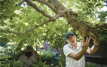  ?? RICHARD TSONG-TAATARII/MINNEAPOLI­S STAR TRIBUNE ?? Chuck Levine shows how a ginkgo tree grows prized downward“tumors”in Roseville, Minnesota.