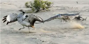  ?? — Supplied photo ?? Abu Dhabi Falconers’ Club’s training programme for women will last for 15 days.