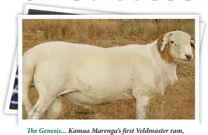  ?? Photos: Contribute­d ?? The Genesis... Kamaa Marenga’s first Veldmaster ram, bought from establishe­d stud farmer Zico Coetzee.