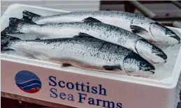  ??  ?? Above: The first fish to be hatched at Scottish Sea Farms’ RAS hatchery at Barcaldine were harvested late last year