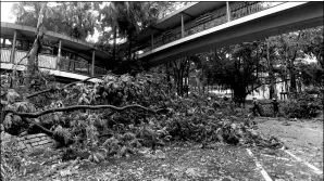  ?? EDMOND TANG / CHINA DAILY ?? Top: Firefighte­rs remove fallen trees in the Tsim Sha Tsui area of Hong Kong on Wednesday.