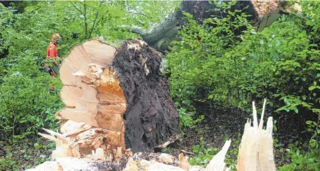  ?? FOTO: SAZ ?? Diese mächtige Buche mit einem Gewicht von gut 15 Tonnen haben Waldarbeit­er am Donnerstag im Schlosspar­k zu Fall gebracht.