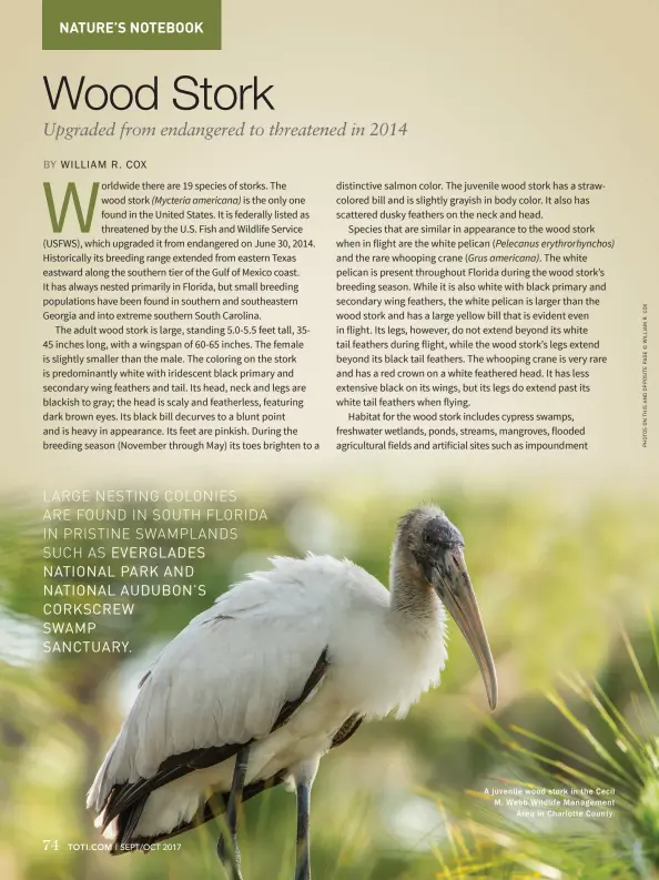  ??  ?? A juvenile wood stork in the Cecil M. Webb Wildlife Management Area in Charlotte County.