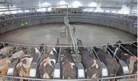  ??  ?? A large rotating automated milking parlor collects milk. The cows enter a moving stall and are automatica­lly milked as they make a trip around the parlor, then back off when finished.