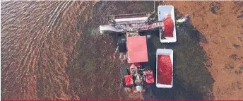  ??  ?? La nouvelle récolteuse à fruits frais a pu être mise à l’épreuve lors de la dernière récolte d’Atocas Notre-Dame.