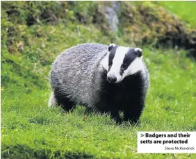  ?? Steve McKendrick ?? Badgers and their setts are protected