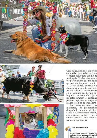  ?? FOTOS JAIME PÉREZ ?? Hasta gatos y cerdos, animales que por caracterís­ticas no son tan sociales, hicieron parte del encuentro dominical.