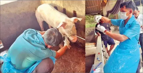  ?? BTV ?? Officials take samples for testing for multiple suspected cases of African swine flu (ASF) in Svay Rieng province on January 15.