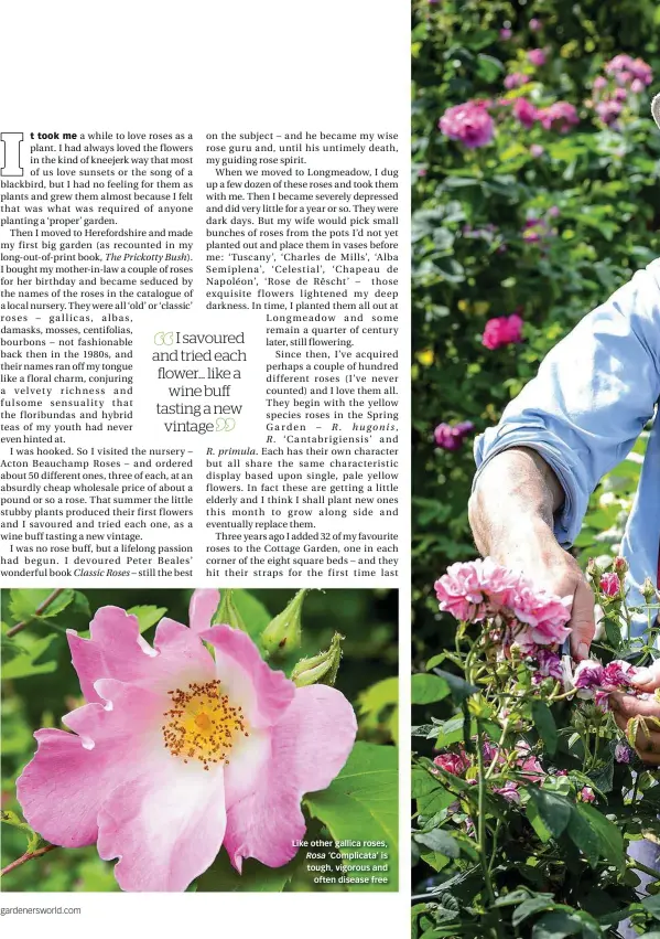  ??  ?? gardenersw­orld.com Like other gallica roses, Rosa ‘Complicata’ is tough, vigorous and often disease free