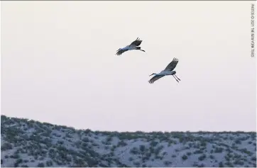  ?? ?? ABOVE
During autumn migration, tens of thousands of sandhill cranes return to New Mexico and Arizona.