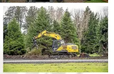  ?? ?? Contractor­s remove trees at Queens Park, fronting Kelvin St in Invercargi­ll.