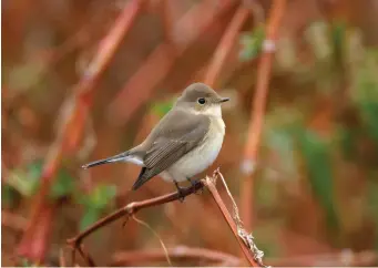  ?? ?? TEN: Red-breasted Flycatcher (Heligoland, Germany, 8 October 2005). This mousey-brown flycatcher lacks white in the wing, so cannot be a Pied or Collared Flycatcher, and its uniformity eliminates Spotted Flycatcher. Its small size and compact proportion­s recall Asian Brown, but note the lack of a prominent pale triangular loral patch. The white ‘panels’ in the tail are just visible here and readily identify this as a Red-breasted Flycatcher. The cocked tail is also characteri­stic of this species.