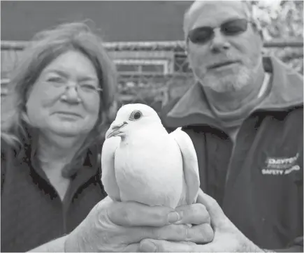  ?? ERIC SEALS/USA TODAY NETWORK ?? Phyllis and Jeff Stevens, holding an 8-week-old dove, use their birds, which are a hybrid of homing pigeons and doves, for funerals, weddings and other events.