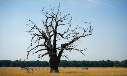  ?? Photograph: MaureenMcL­ean/Rex/Shuttersto­ck ?? The parched oak meadows in Windsor Great Park, in Berkshire, on 11 August.