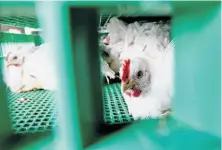  ??  ?? Bins full of chickens await processing at the plant. The company’s slaughteri­ng method is sanctioned by PETA.