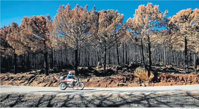 ?? FOTOS: DANIEL PÉREZ / EFE ?? Árboles quemados en la zona devastada por el incendio en Sierra Bermeja (Málaga).