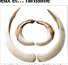  ??  ?? Les honneurs reviennent également à l’épagneul de notre chasseur, qui maintint au ferme ce mastodonte aujourd’hui 4e trophée de France.