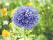  ??  ?? Blue thimble flower produces blooms in a thicket of foliage.