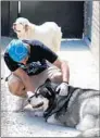  ?? JOHN J. KIM/CHICAGO TRIBUNE ?? Johnny Hernandez pets a husky at Canine Crews last week. The owner offered all workers their jobs back.