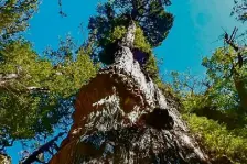  ?? ?? “Gran Abuelo” is possibly the world’s oldest tree and measures 189 feet in height and 13 feet in diameter. Photo: Universida­d Austral de Chile