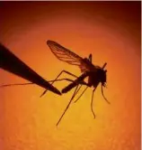  ?? RICK BOWMER/ASSOCIATED PRESS/FILE ?? Across the country, many regions are seeing an increase in “mosquito days” as temperatur­es rise.