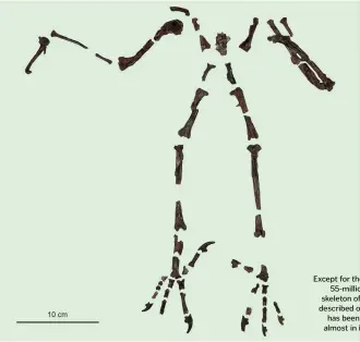  ??  ?? Except for the skull, the 55-million-year-old skeleton of the newly described owl species has been preserved almost in its entirety