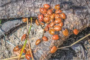  ?? ERNIE COWAN PHOTOS FOR THE U-T ?? As winter arrives, ladybugs often gather in clusters to share body heat and hibernate in protected places, such as under tree bark, in knot holes or sheltered places around your home.