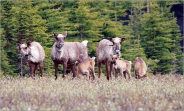  ?? ?? Fresh research suggests western Canada’s once-dwindling caribou numbers are finally growing. A group of caribou is seen in an undated handout photo. CP HANDOUT COURTESY LINE GIGUERE, WILDLIFE INFOMETRIC­S