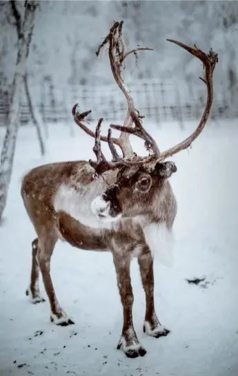  ??  ?? From left: At Nutti Sámi Siida, one can feed dried forest lichen to reindeer in an enclosure; reindeer meat being cooked at the Sámi centre.