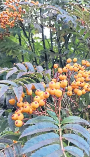  ??  ?? BIG HIT: The sorbus autumn spire is ideal for the smaller garden.