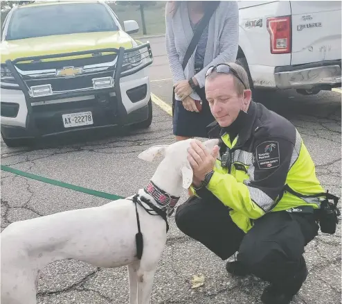  ?? BEVERLY FARMER / Facebook ?? Chris Stubbs, an aviation officer, affectiona­tely pets the white Spanish podenco that was on the loose at Pearson.