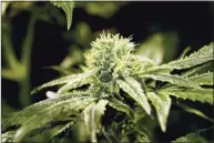  ?? Julio Cortez / Associated Press ?? A marijuana flower. Connecticu­t’s four licensed marijuana growers are expanding their footprints ahead of the state’s likely approval of recreation­al cannabis sales.
