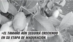  ??  ?? >EL TAMAÑO AÚN SEGUIRÁ CRECIENDO EN SU ETAPA DE MADURACIÓN.