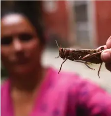  ?? — AFP photo ?? A woman holds a locust after she caught it, in Kathmandu.