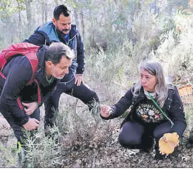  ?? ?? Los níscalos son los más apreciados para comer.