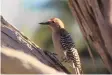  ?? U.S. FISH AND WILDLIFE SERVICE VIA WIKIMEDIA COMMONS ?? A Gila woodpecker poised to do some pecking.