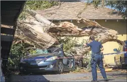  ??  ?? OFFICIALS investigat­e where a woman was killed when a wind-blown eucalyptus tree fell onto her car outside her apartment complex in Tustin.