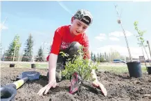  ?? JIM WELLS ?? Lucas Phippen, 12, joined dozens of other Scouts, Cubs and Beavers as they planted trees in Fish Creek Provincial Park on Saturday.